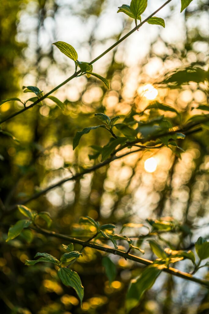 Sonnenlicht durch grüne Blätter im Wald – Symbol für Hoffnung und Erinnerung bei Abschied und Trauer